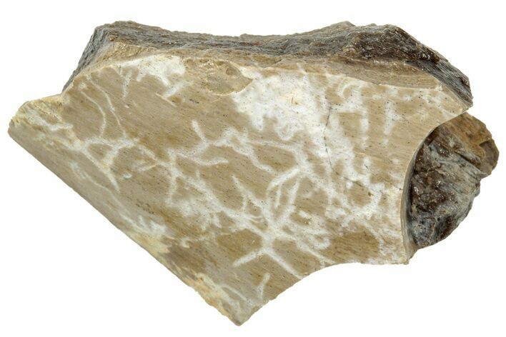 Fossil Tyrannosaur (T rex) Bone Section - Wyoming #314097